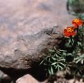 img_1181852227_297_lg