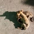 11_127_ph_banaue-batad_020