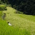 11_127_ph_banaue-batad_038