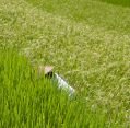 11_127_ph_banaue-batad_047