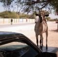 10_081_so_hargeisa_007