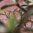 img_1182002390_721