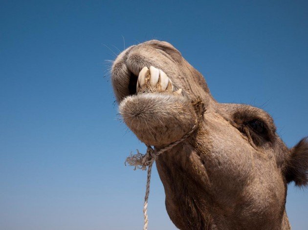 10_079_ET_Danakil-3_014