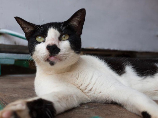 "I understand Hitler" (Greenview Housecat, 2011)